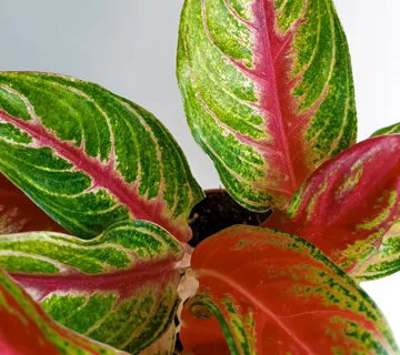AGLAONEMA”Eyecather Red” - cover