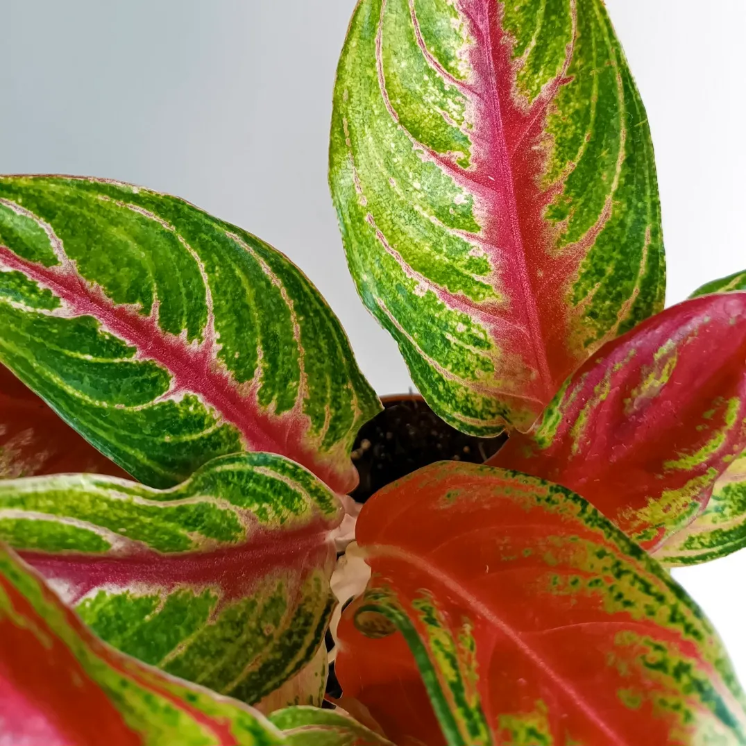 AGLAONEMA”Eyecather Red” - cover