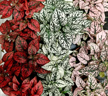 HYPOESTES PHYLLOSTACHYA - cover