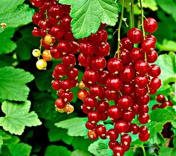 RIBIZ CRVENI “Jonkheer Van Tets” - cover