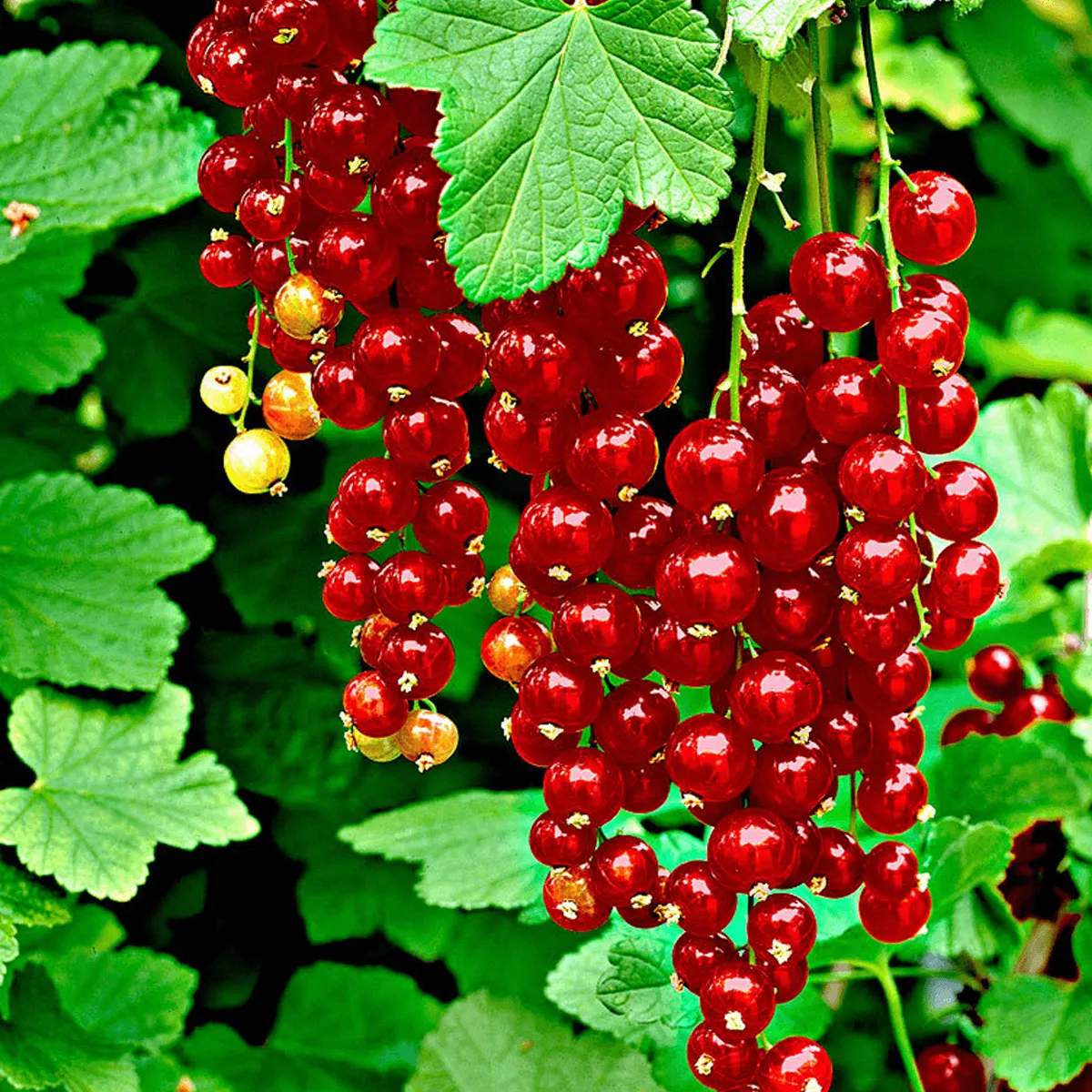 RIBIZ CRVENI “Jonkheer Van Tets” - cover