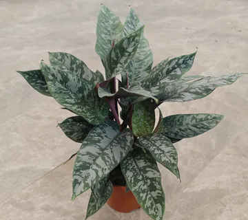 APOBALLIS ACUMINATISSIMA - cover