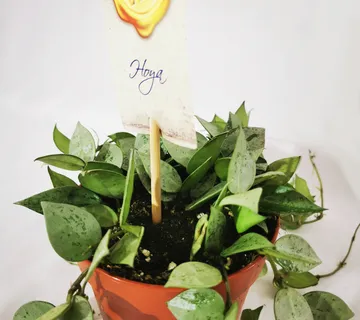 HOYA KROHNI. “Eskimo” - cover