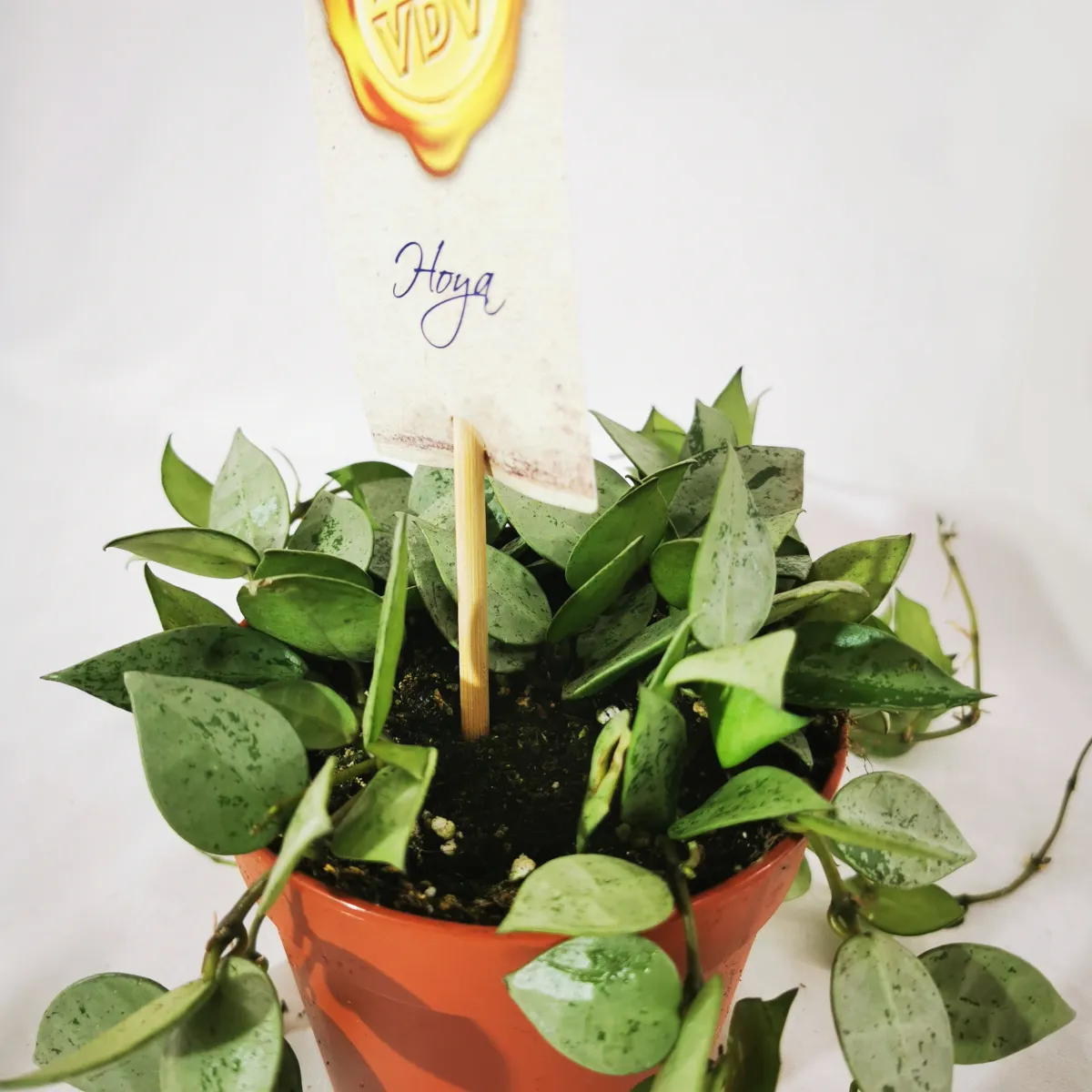 HOYA KROHNI. “Eskimo” - cover