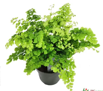 ADIANTUM RAD. “Fragrans” - cover