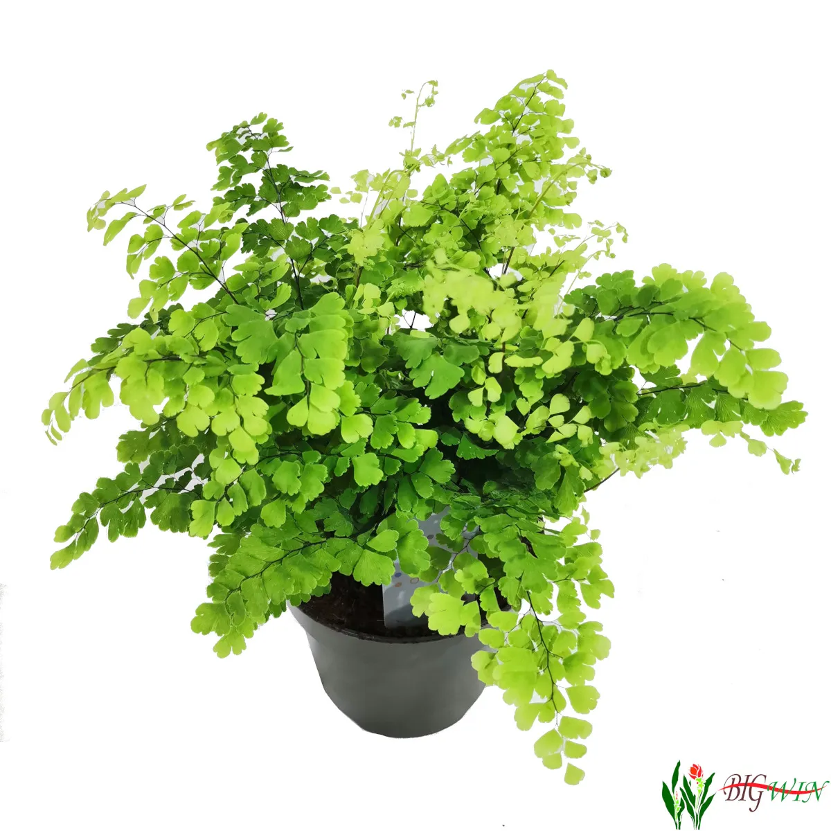 ADIANTUM RAD. “Fragrans” - cover