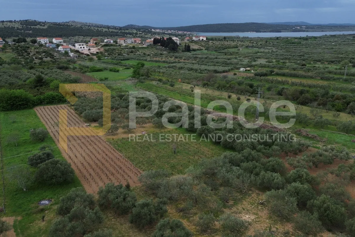Poljoprivredno zemljište s obradivim maslinama, Jadrtovac, 2250m2 - cover
