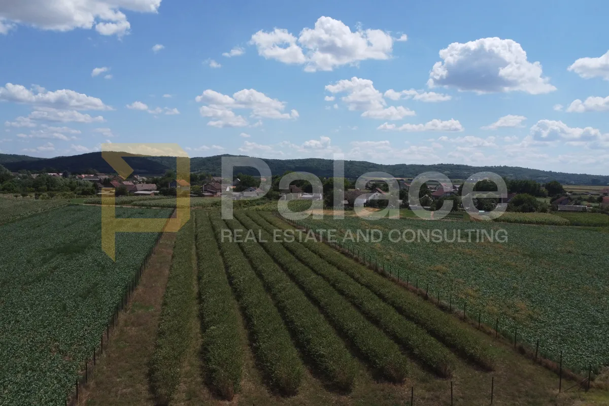 Poljoprivredno zemljište – Popovac, 5755 m² – Aronija, ekološki uzgoj - cover