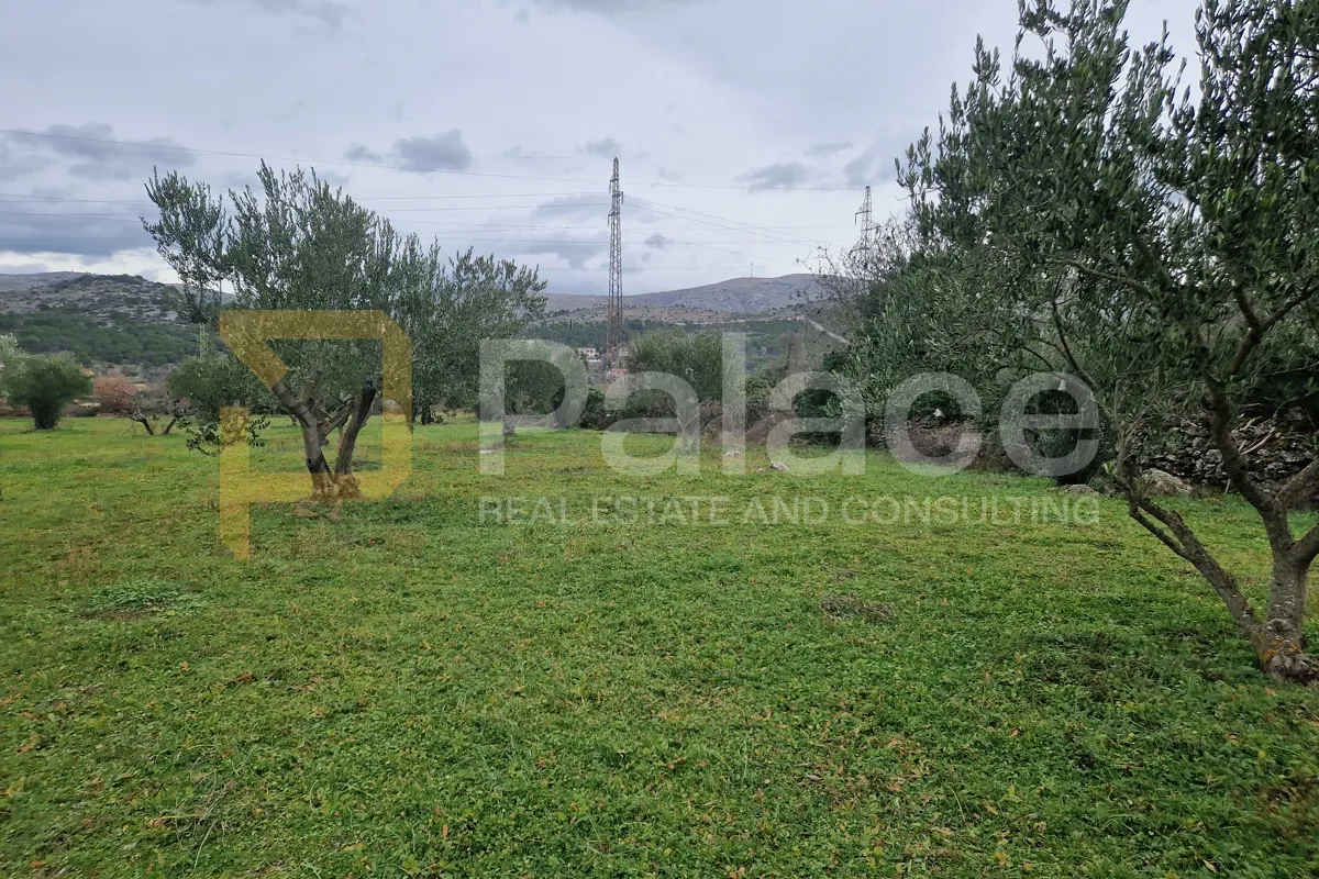 Uređeni maslinik, Dubrava kod Šibenika, 2798 m2 - cover