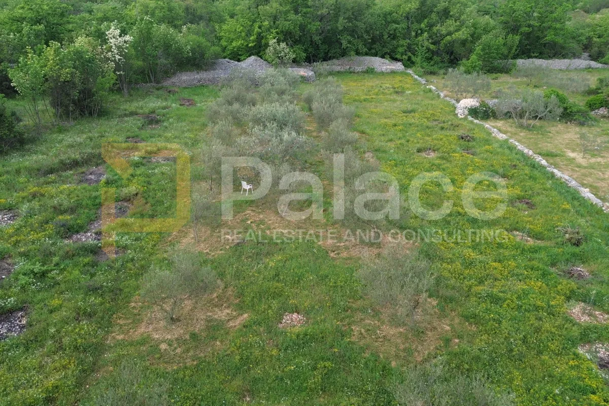 Uređeni maslinik s 30 rodnih maslina, Bilice, 883 m2 - cover