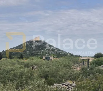 Uređeni maslinik s pristupnim putem 1000 m2 - Vodice
