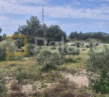 Uređeni maslinik s pristupnim putem 959 m2 - Vodice