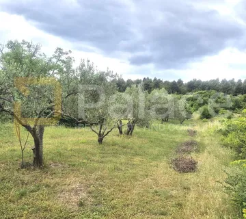 Rodni maslinik s 19 maslina uredno održavan 1542 m2 Skradin -Međare - Međare, Skradin
