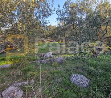 Maslinik s 20 maslina, Bilice-Podlukovnik, 838 m2 - Stubalj, Bilice