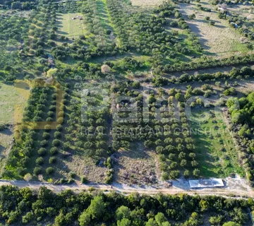 Uređeni maslinik sa odličnoj lokaciji - Dubrava kod Šibenika - Dubrava kod Šibenika, Šibenik