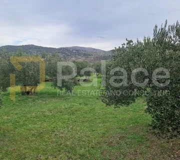 Uređeni maslinik, Dubrava kod Šibenika, 3992 m2 - Dubrava kod Šibenika, Šibenik