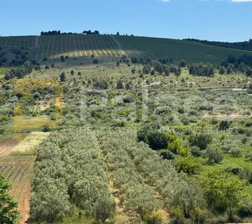 Donje Polje, Šibenik: Poljoprivredno zemljište s 40 maslina