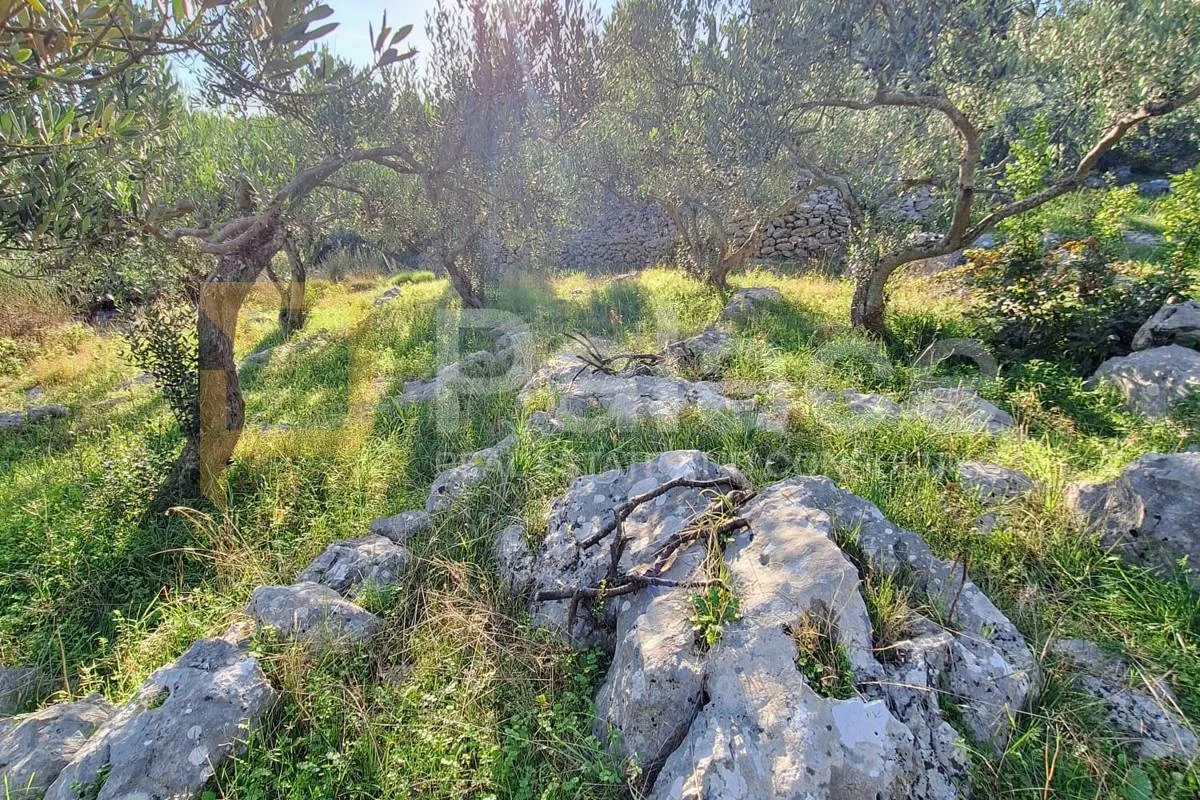 Predivno poljoprivredno zemljište na odličnoj lokaciji - cover