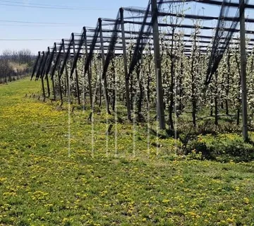 Prodaja imanja Novi Bolman 85000 m2 (kuća s okućnicom i voćnjak) - cover