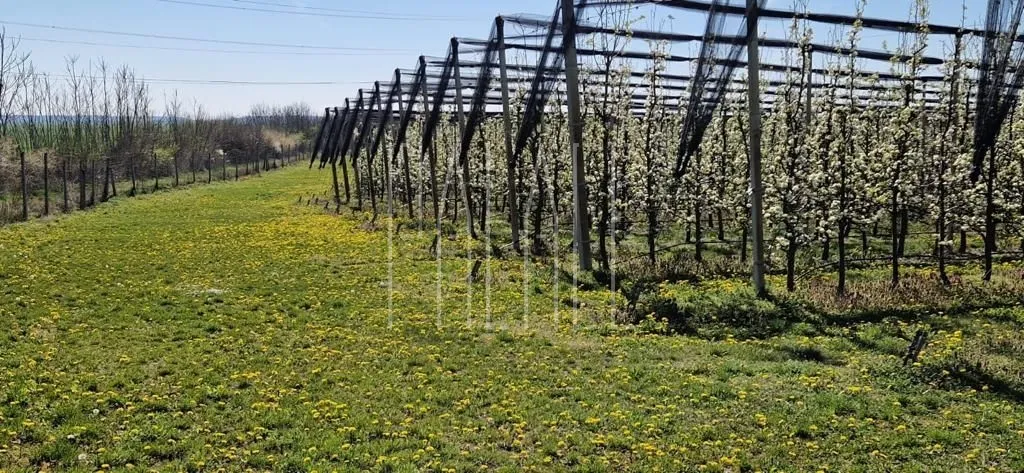 Prodaja imanja Novi Bolman 85000 m2 (kuća s okućnicom i voćnjak) - cover