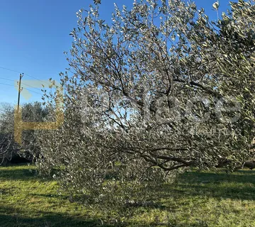 Atraktivan maslinik u Bogdanovićima - Jadrija, Šibenik