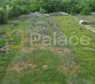 Uređeni maslinik s 30 rodnih maslina, Bilice, 883 m2 - Stubalj, Bilice