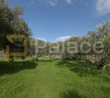 Uređen i obrađivan maslinik sa 25 maslina u Pirovcu, 1382 m2 - Pirovac