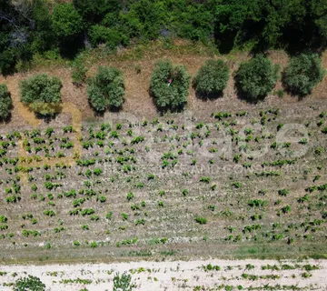 Prodaja vinograda 1.470m2 - Donje Polje - Donje Polje, Šibenik