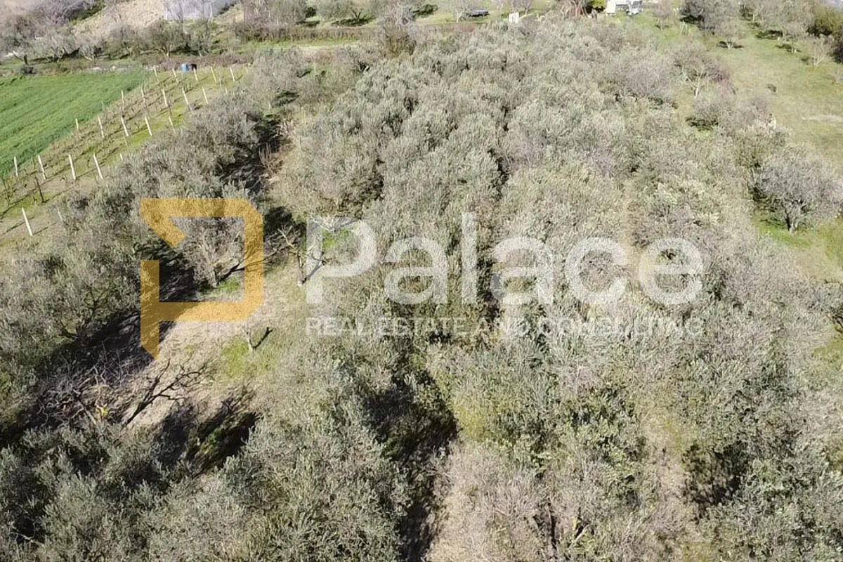 Poljoprivredno zemljište Bokanjac 6600 m2 - cover