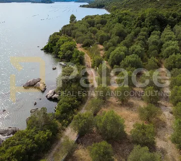 Uređen maslinik uz more - 600 maslina - Zaton Doli - 15.000 m² - Zaton Doli, Ston