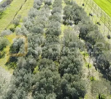 Murvica Gornja: Građevinsko zemljište 550 m2 - Murvica, Poličnik