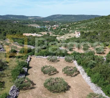 Slikoviti ograđeni maslinik sa rodnim maslinama, Bilice, 2321 m2 - Stubalj, Bilice