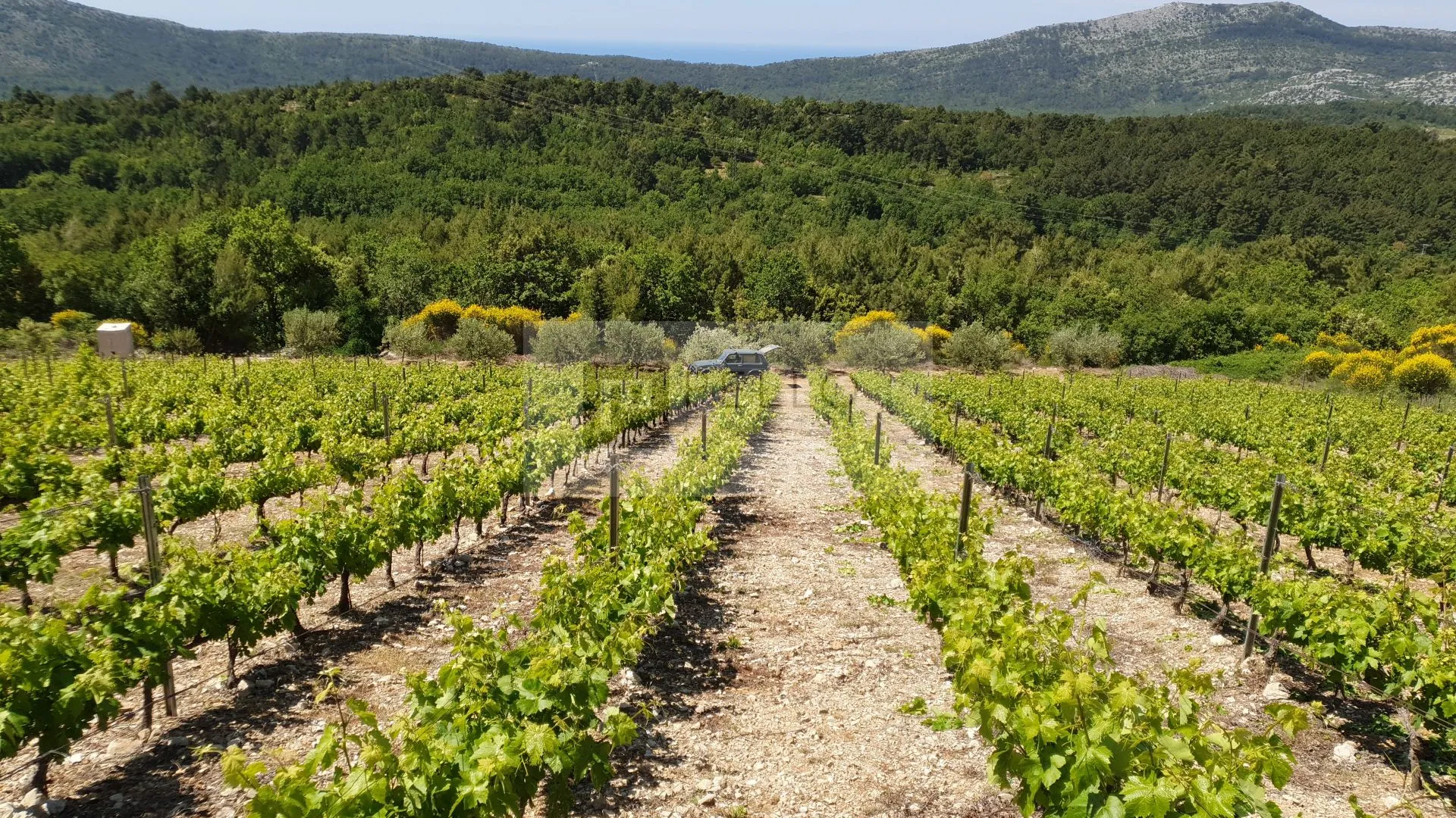 Vinograd s nasadima Plavca malog te Maslinik na Pelješcu(Kuna) - cover
