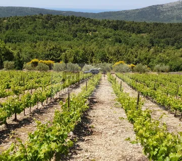 Vinograd s nasadima Plavca malog te Maslinik na Pelješcu(Kuna) - Kuna Pelješka, Orebić