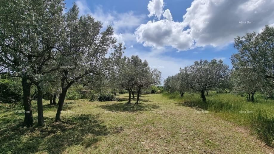Fotografija