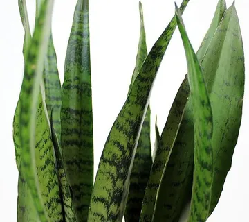 SANSEVIERIA TRI.”Zeylanica” - cover