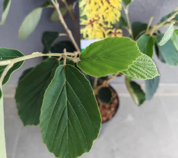 HAMAMELIS INT. “Arnold Promise” - cover