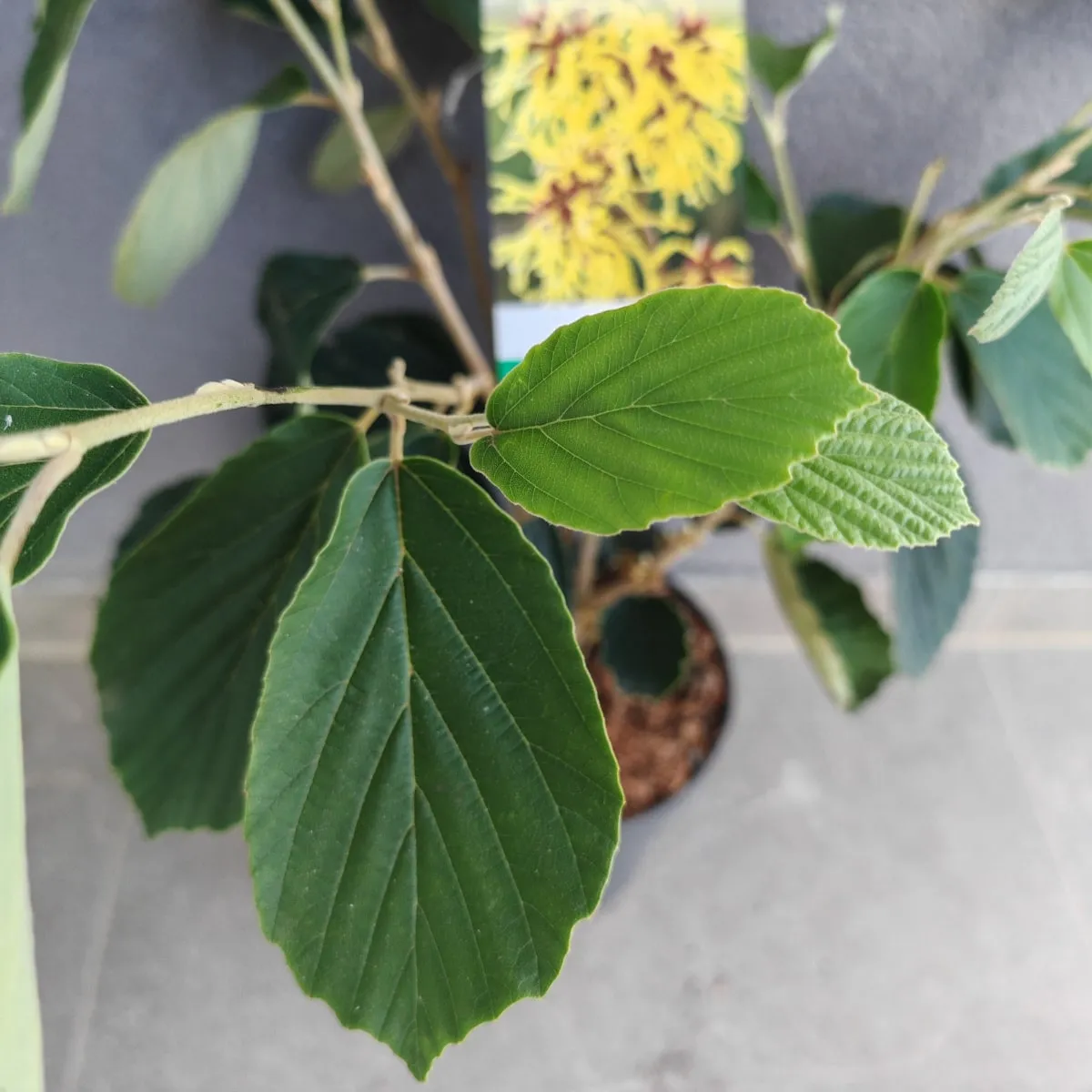 HAMAMELIS INT. “Arnold Promise” - cover