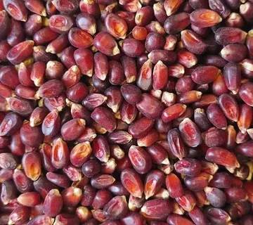 Bordeaux- crveni kukuruz 1kg BR.200 - cover