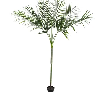 EUROPALMS Areca Palm with big leaves, 180cm - cover