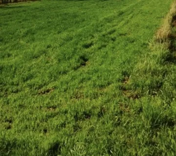 Građevinsko zemljište, Zverinac, 450 m2 - Sali