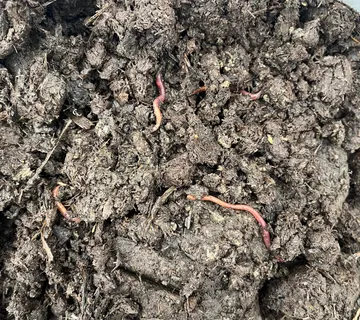 Konjski gnoj,zreli,dostava - cover