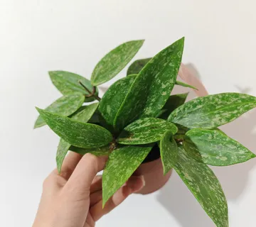 HOYA “Rangsan” - cover