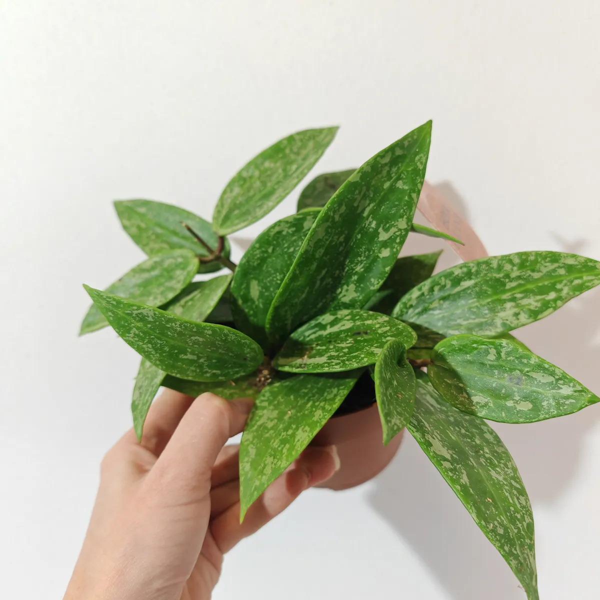 HOYA “Rangsan” - cover