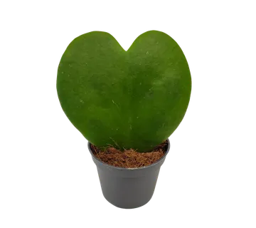 HOYA “Kerrii” - cover