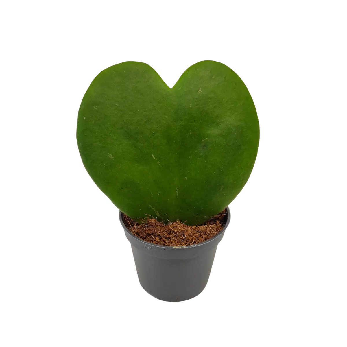 HOYA “Kerrii” - cover