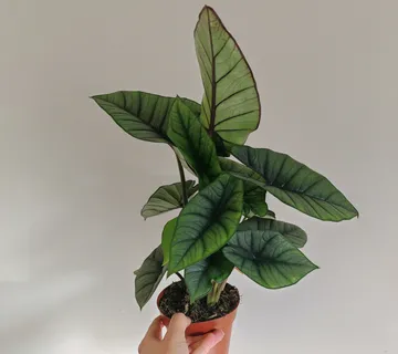 ALOCASIA “Platinum” - cover