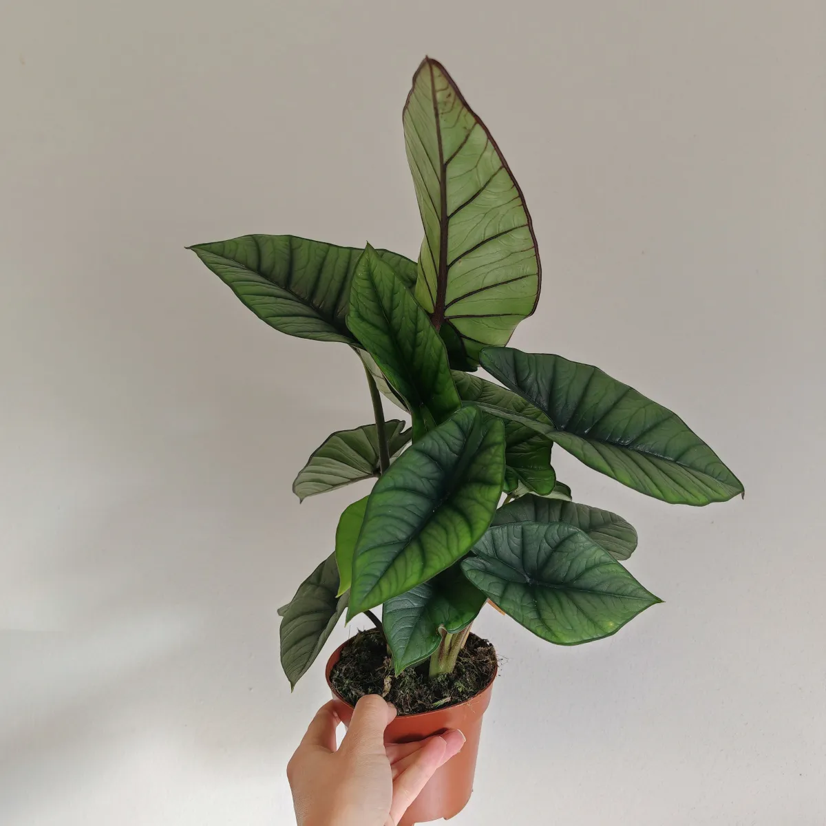 ALOCASIA “Platinum” - cover