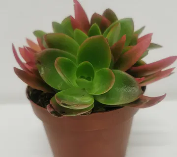 CRASSULA “Capitella red” - cover