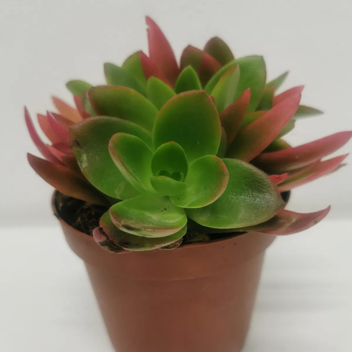CRASSULA “Capitella red” - cover